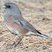 Dark-eyed Junco